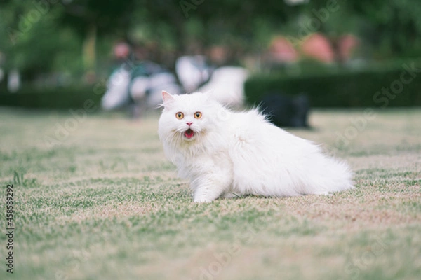 Obraz hite persian cat on grass