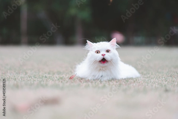 Obraz hite persian cat on grass