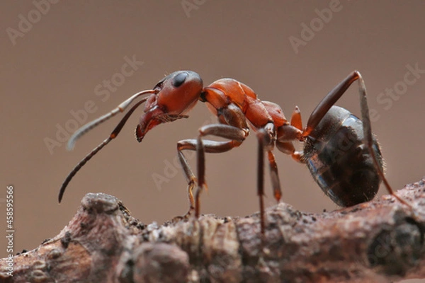 Fototapeta An ant sits on a small stump on dark background. In the background light, the "skin" of the ant is clearly visible.