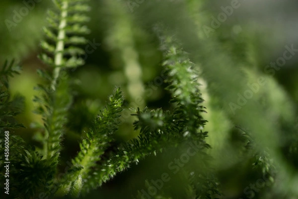 Obraz plants with dew drops