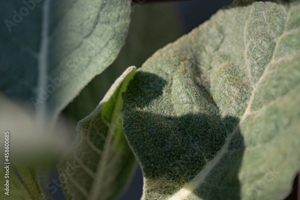 Obraz close up of a leaf
