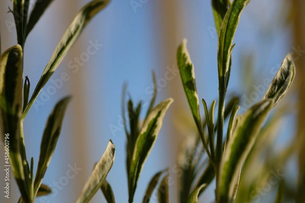 Obraz grass and sky