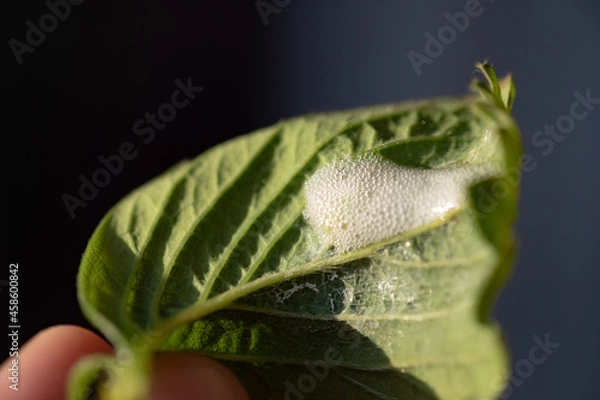 Obraz Bug spit on leaf 