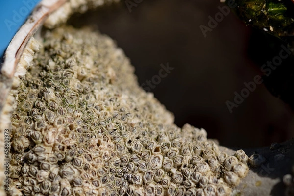 Obraz close up of barnacles on shell