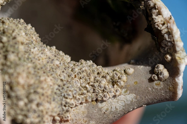 Obraz close up of barnacles on shell