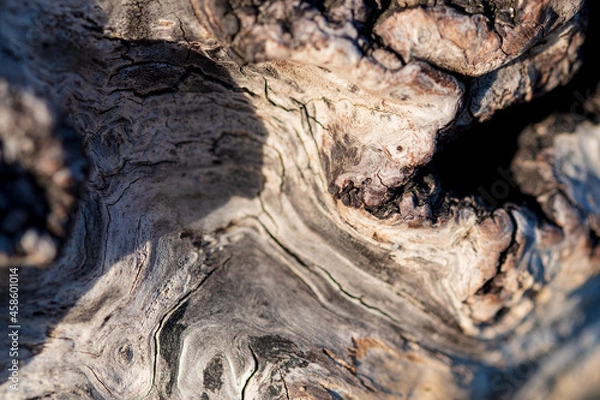 Obraz beach tree bark texture