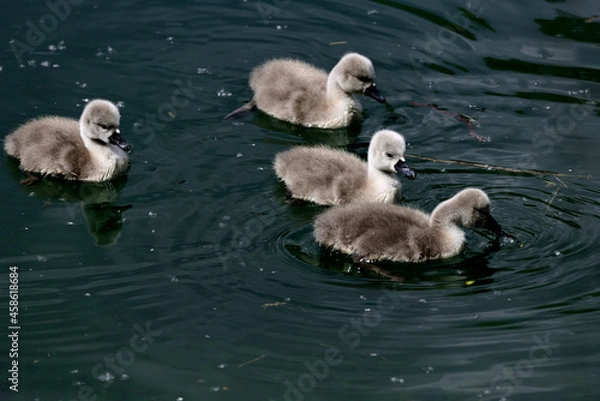 Obraz Schwanenkinder