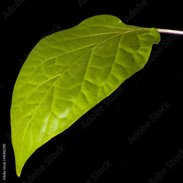 Obraz A green leaf of pepper plant on black background