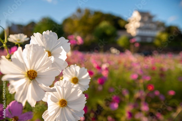 Fototapeta コスモス