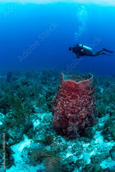 Obraz scuba diver and reef