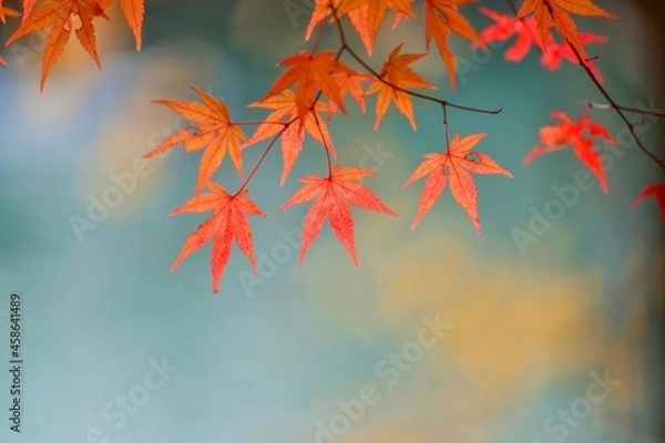 Fototapeta 水面をバックにきれいに色づいたモミジの紅葉＠五色沼、福島