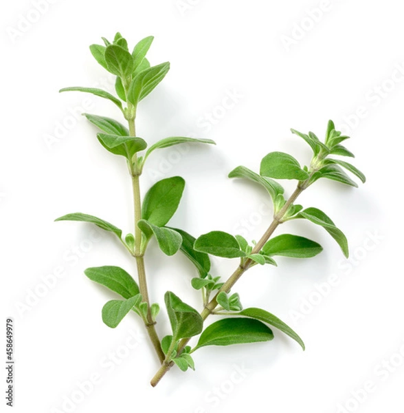 Fototapeta fresh marjoram herb isolated on the white background, side view