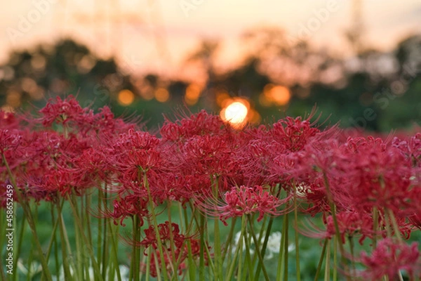 Obraz 夕日に照らされた彼岸花