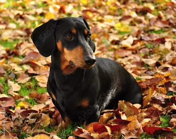 Fototapeta Dachshund