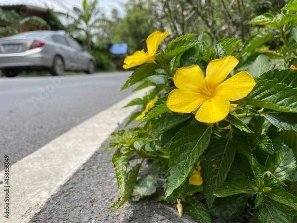 Obraz The yellow flowers on the roadside look beautiful along the way.