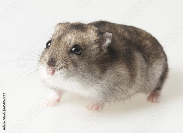 Obraz hamster