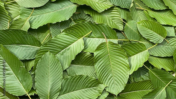 Obraz Close up kratom leaf, Green leaf background.