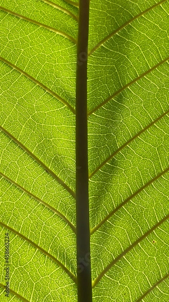 Obraz Close up kratom leaf, Green leaf background.