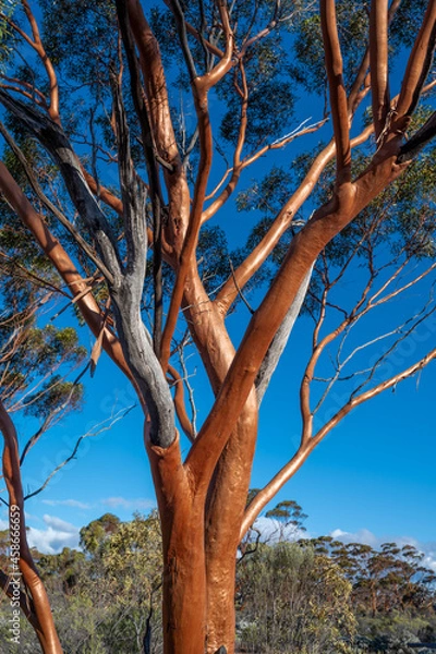 Fototapeta The Great Western Woodlands of Western Australia is the largest intact temperate forest in the world. Features the gimlet gum ('Eucalyptus salubris') and saltbush. Near Norseman.