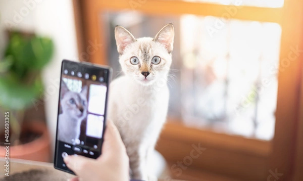 Fototapeta The female hand owner takes a photo with her white cat with a smartphone in the living room for relaxing while quarantine and work from home.