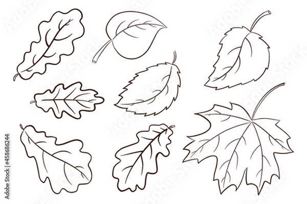 Fototapeta Autumn Leaves Collection. Forest foliage illustration set. Oak, maple and hazel leaf. Autumn decorative elements for print, sticker, invitation and greeting card design and decoration. Premium Vector