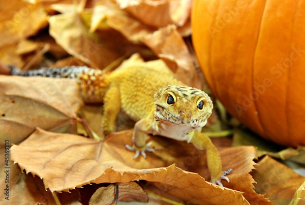 Fototapeta Autumn leopard gecko