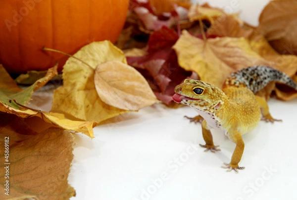 Fototapeta Autumn leopard gecko