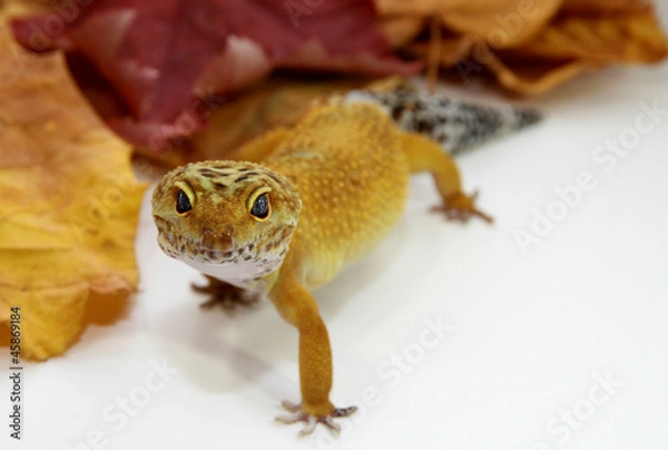 Fototapeta Jesienny gekon lamparci