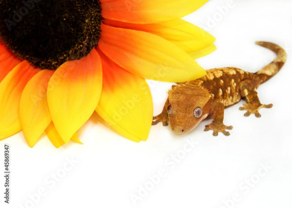 Fototapeta Crested gecko and flower