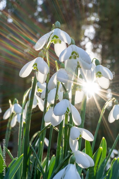 Fototapeta Snowdrops