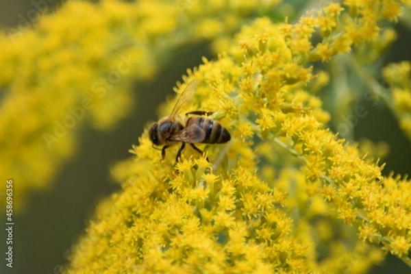 Fototapeta A bee collects nectar and pollen from yellow Goldenrod flowers close-up