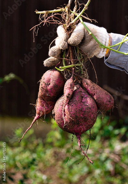 Obraz 秋の風物詩　掘りたてサツマイモ