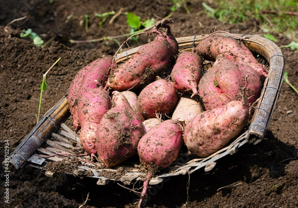Obraz 秋の風物詩　掘りたてサツマイモ