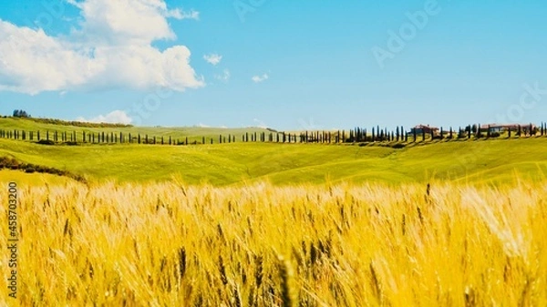 Obraz wheat field in the summer