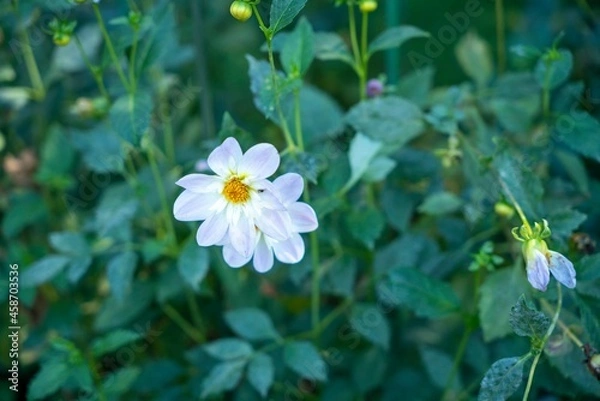 Fototapeta 花ポートレート