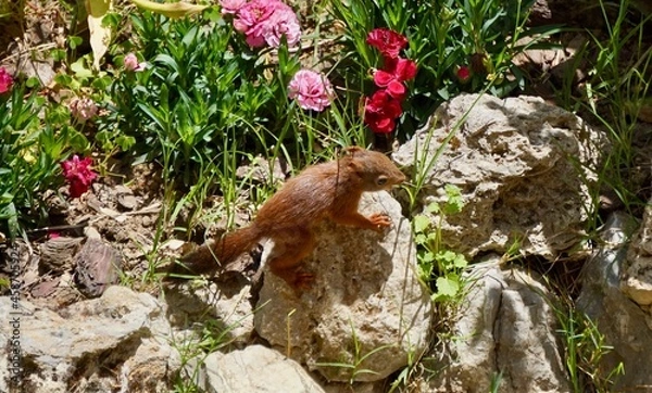 Obraz Squirrel on the garden