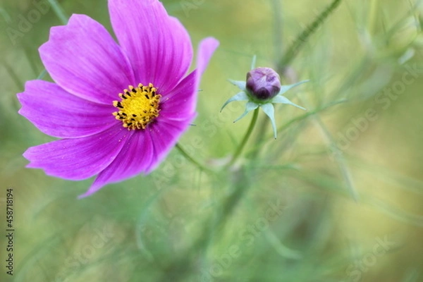 Fototapeta ピンク色のコスモス