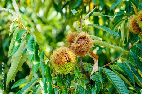 Obraz 秋の味覚、実りの秋。信州小布施のブランド栗、小布施栗が実るくり園