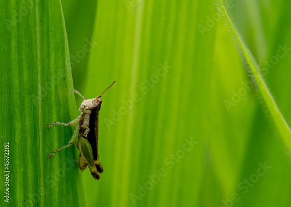Fototapeta Grasshoppers dodging the sunlight during the day