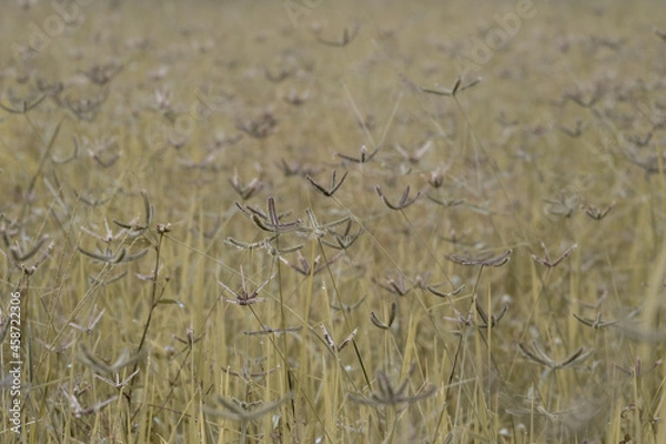 Fototapeta The flowers are blooming in the fields