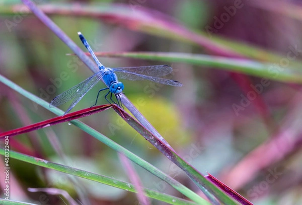 Fototapeta A dragonfly flies onto a leaf in the daytime