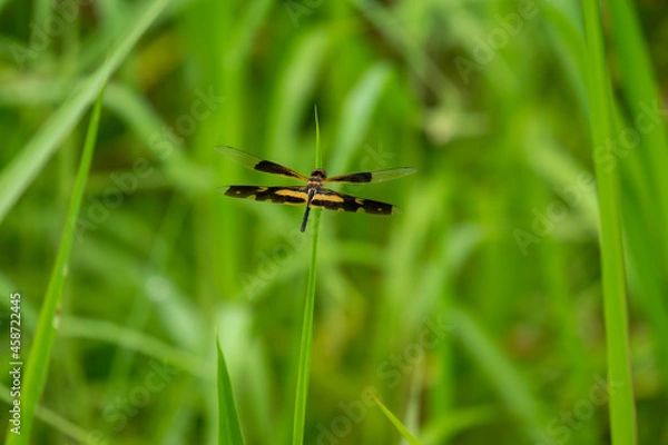 Fototapeta A dragonfly flies onto a leaf in the daytime