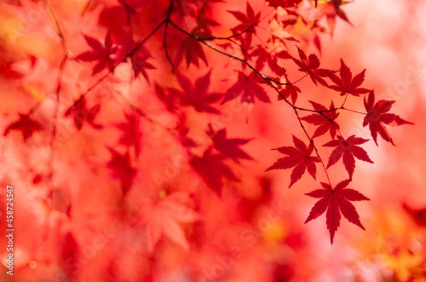 Fototapeta 赤い秋風