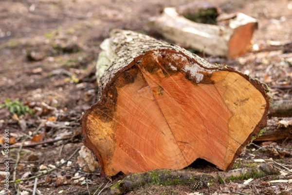 Fototapeta cut tree stump