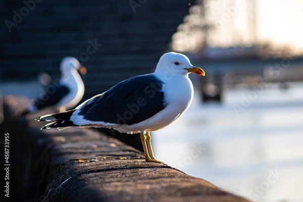 Fototapeta seagull on a pier