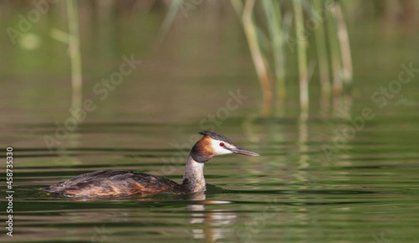 Obraz The great crested grebe (Podiceps cristatus) 