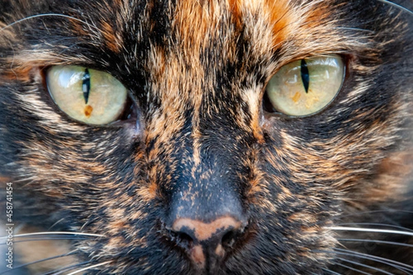 Fototapeta expressive eyes of a beautiful cat close-up, portrait