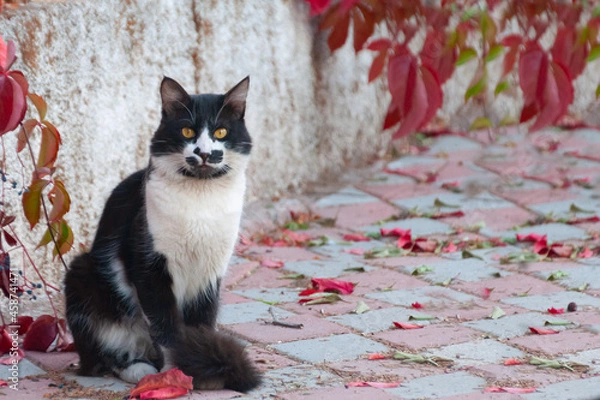 Fototapeta horizontal portrait of a beautiful black and white cat sitting outside