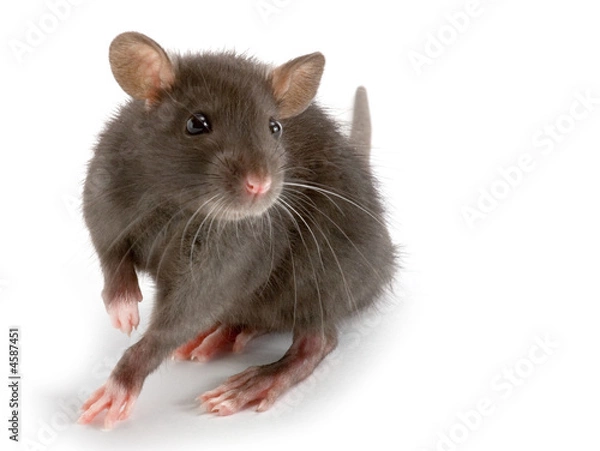 Obraz szczur