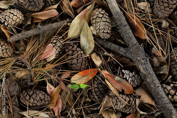 Obraz 静寂の秋模様